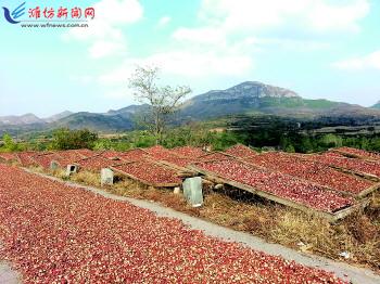 青州市王坟镇:家家种山楂 加工产业兴旺