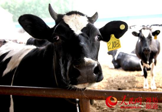 潍坊银行推出省内首单奶牛抵押贷款业务