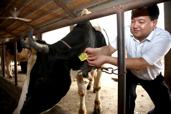 潍坊银行推出省内首单奶牛抵押贷款业务