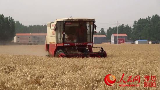 福田雷沃谷神小麦收割机在河南备受欢迎--潍坊