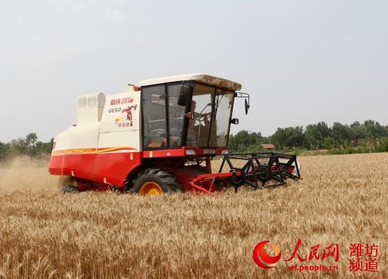 谷神GE50小麦机:为用户创造幸福价值--潍坊
