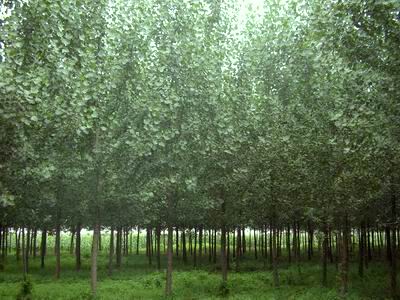 寿光市弥河生态林场管理委员会:促进林业工作